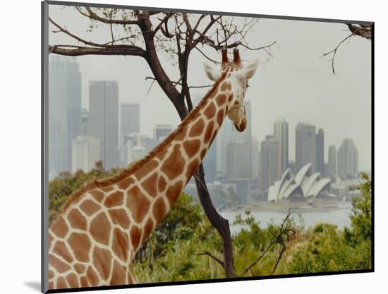 Giraffe at the Sydney Opera House-Theo Westenberger-Mounted Art Print