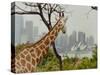 Giraffe at the Sydney Opera House-Theo Westenberger-Stretched Canvas