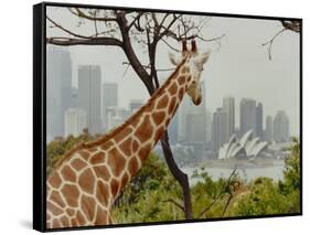 Giraffe at the Sydney Opera House-Theo Westenberger-Framed Stretched Canvas