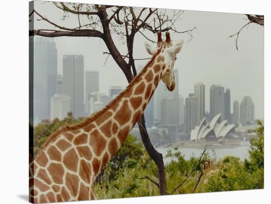 Giraffe at the Sydney Opera House-Theo Westenberger-Stretched Canvas