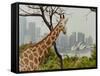 Giraffe at the Sydney Opera House-Theo Westenberger-Framed Stretched Canvas