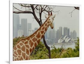 Giraffe at the Sydney Opera House-Theo Westenberger-Framed Art Print