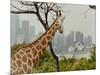 Giraffe at the Sydney Opera House-Theo Westenberger-Mounted Art Print