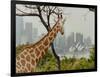 Giraffe at the Sydney Opera House-Theo Westenberger-Framed Art Print