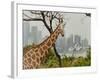 Giraffe at the Sydney Opera House-Theo Westenberger-Framed Art Print