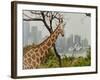 Giraffe at the Sydney Opera House-Theo Westenberger-Framed Art Print