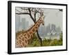 Giraffe at the Sydney Opera House-Theo Westenberger-Framed Art Print