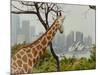 Giraffe at the Sydney Opera House-Theo Westenberger-Mounted Art Print