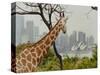 Giraffe at the Sydney Opera House-Theo Westenberger-Stretched Canvas