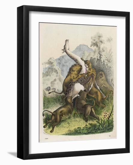 Giraffe Attacked by Six Lions-null-Framed Art Print