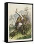 Giraffe Attacked by Six Lions-null-Framed Stretched Canvas