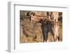 Giraffe Baby-Ivana Tacikova-Framed Photographic Print