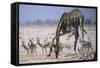 Giraffe Bending Over-DLILLC-Framed Stretched Canvas