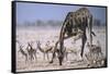 Giraffe Bending Over-DLILLC-Framed Stretched Canvas