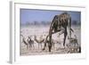 Giraffe Bending Over-DLILLC-Framed Photographic Print