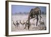 Giraffe Bending Over-DLILLC-Framed Photographic Print