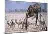 Giraffe Bending Over-DLILLC-Mounted Photographic Print