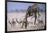 Giraffe Bending Over-DLILLC-Framed Photographic Print