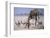 Giraffe Bending Over-DLILLC-Framed Photographic Print