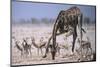 Giraffe Bending Over-DLILLC-Mounted Photographic Print