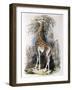 Giraffe Browsing on a Tree, 1836-null-Framed Giclee Print