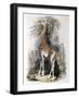 Giraffe Browsing on a Tree, 1836-null-Framed Giclee Print