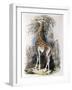 Giraffe Browsing on a Tree, 1836-null-Framed Giclee Print