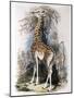 Giraffe Browsing on a Tree, 1836-null-Mounted Giclee Print