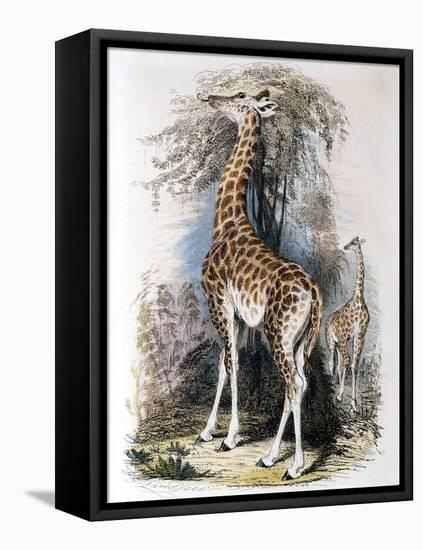 Giraffe Browsing on a Tree, 1836-null-Framed Stretched Canvas