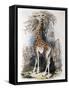 Giraffe Browsing on a Tree, 1836-null-Framed Stretched Canvas