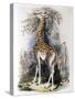 Giraffe Browsing on a Tree, 1836-null-Stretched Canvas