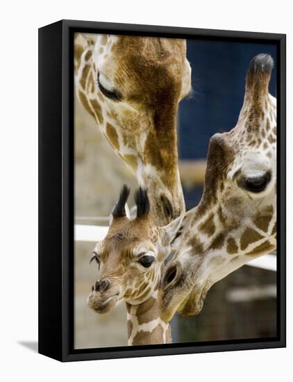 Giraffe Calf is Seen with Her Father and Her Mother at the Berlin Zoo-null-Framed Stretched Canvas
