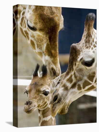 Giraffe Calf is Seen with Her Father and Her Mother at the Berlin Zoo-null-Stretched Canvas