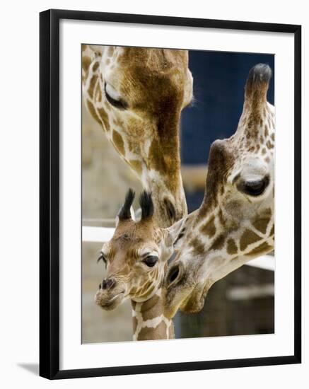 Giraffe Calf is Seen with Her Father and Her Mother at the Berlin Zoo-null-Framed Premium Photographic Print