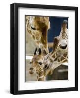 Giraffe Calf is Seen with Her Father and Her Mother at the Berlin Zoo-null-Framed Premium Photographic Print