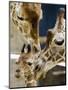 Giraffe Calf is Seen with Her Father and Her Mother at the Berlin Zoo-null-Mounted Premium Photographic Print