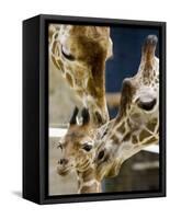 Giraffe Calf is Seen with Her Father and Her Mother at the Berlin Zoo-null-Framed Stretched Canvas