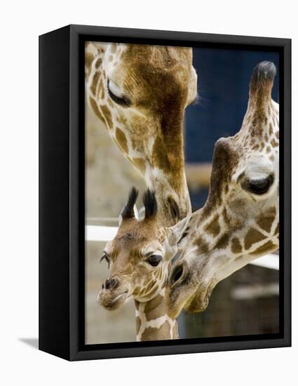 Giraffe Calf is Seen with Her Father and Her Mother at the Berlin Zoo-null-Framed Stretched Canvas