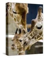 Giraffe Calf is Seen with Her Father and Her Mother at the Berlin Zoo-null-Stretched Canvas