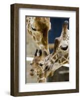 Giraffe Calf is Seen with Her Father and Her Mother at the Berlin Zoo-null-Framed Photographic Print