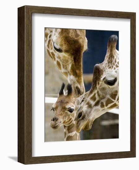 Giraffe Calf is Seen with Her Father and Her Mother at the Berlin Zoo-null-Framed Photographic Print