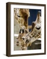 Giraffe Calf is Seen with Her Father and Her Mother at the Berlin Zoo-null-Framed Photographic Print