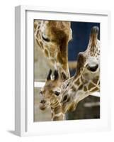 Giraffe Calf is Seen with Her Father and Her Mother at the Berlin Zoo-null-Framed Photographic Print