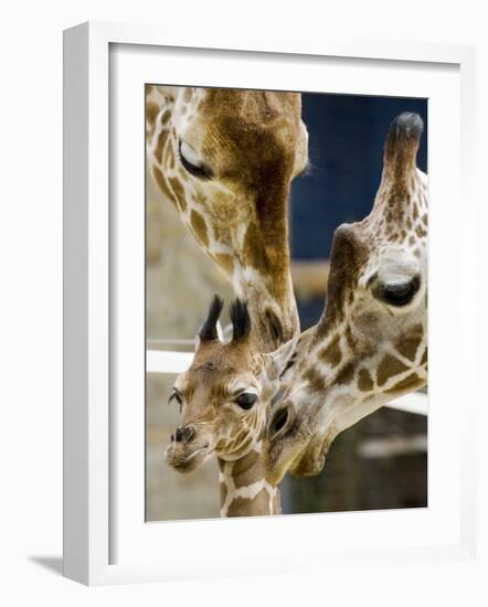 Giraffe Calf is Seen with Her Father and Her Mother at the Berlin Zoo-null-Framed Photographic Print