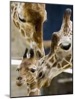 Giraffe Calf is Seen with Her Father and Her Mother at the Berlin Zoo-null-Mounted Photographic Print