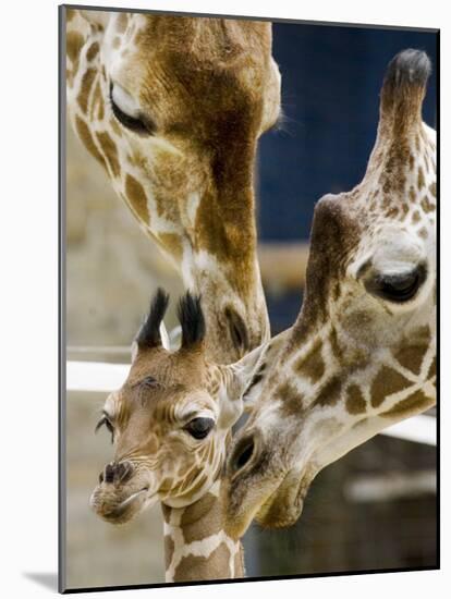 Giraffe Calf is Seen with Her Father and Her Mother at the Berlin Zoo-null-Mounted Photographic Print