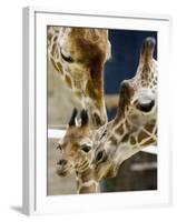 Giraffe Calf is Seen with Her Father and Her Mother at the Berlin Zoo-null-Framed Photographic Print