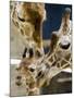 Giraffe Calf is Seen with Her Father and Her Mother at the Berlin Zoo-null-Mounted Photographic Print