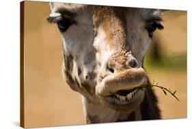 Giraffe Chewing-Lantern Press-Stretched Canvas