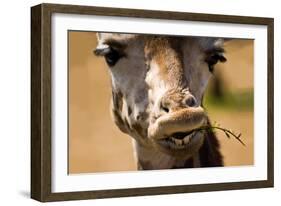 Giraffe Chewing-Lantern Press-Framed Art Print